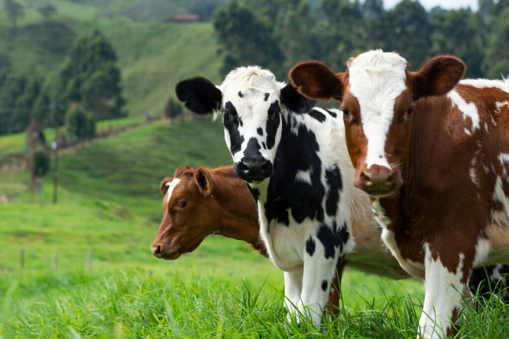 Screwworm Could Create a Financial Shock Ranchers Cannot Ignore