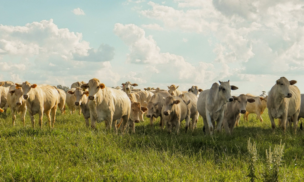When Washington Moves Markets, Farmers Need Their Own Financial Backstop